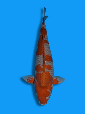 Ochiba Shigure | Koi&Co.